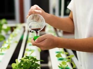 Cara Membuat Air Nutrisi Hidroponik