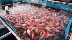 Dampak Kualitas Air Terhadap Pertumbuhan dan Kesehatan Ikan