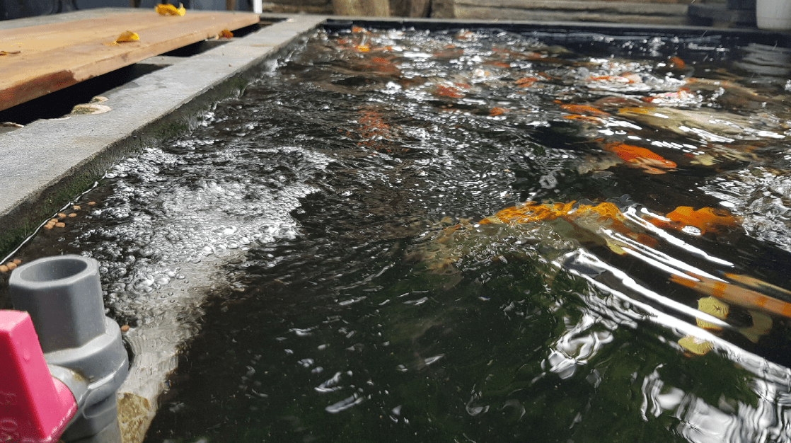 Dampak Kualitas Air Terhadap Pertumbuhan dan Kesehatan Ikan