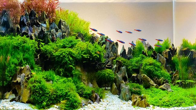 Harga Alat Pengukur pH Air Aquarium BANTE 221