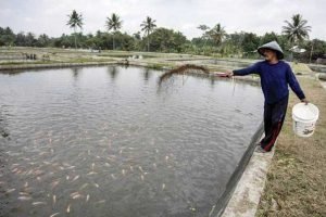 Kualitas Air Yang Baik Untuk Budidaya Ikan