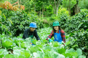 Kualitas Benih dan Pupuk: Kunci Sukses Pertanian Rumah Tangga yang Berkelanjutan