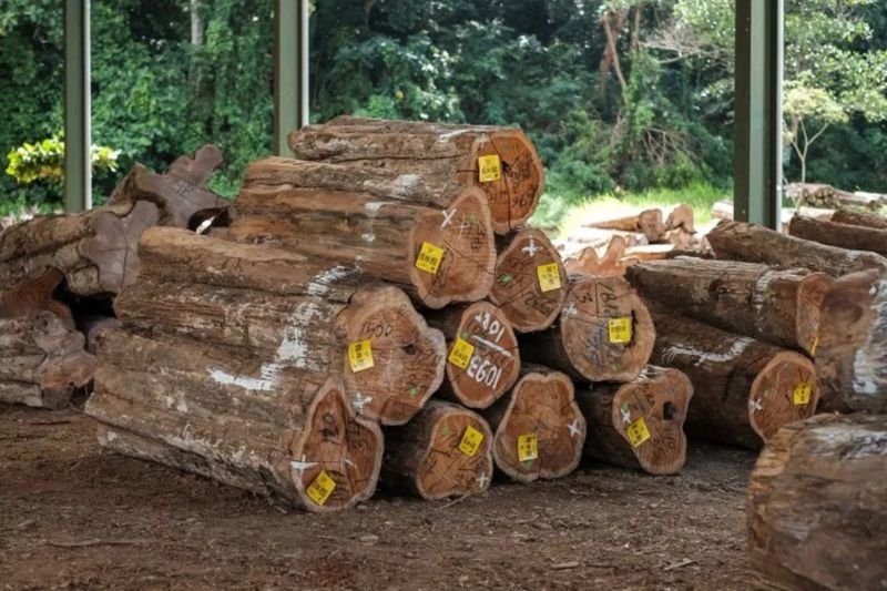 Menggunakan Strength Meter untuk Meningkatkan Kualitas Kayu Jati