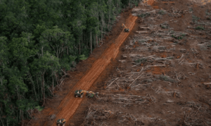 Pemantauan Kualitas Tanah dalam Industri Kehutanan: Mengelola Dampak Eksploitasi Hutan