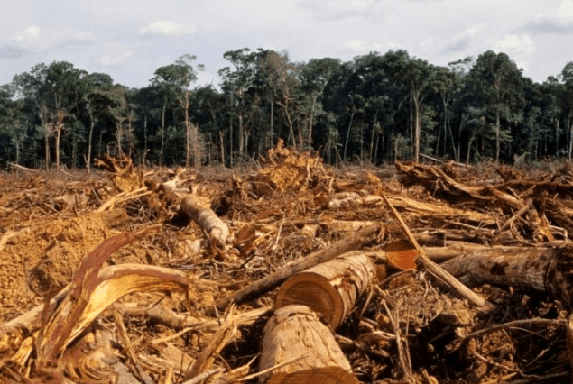 Pemantauan Kualitas Tanah dalam Industri Kehutanan: Mengelola Dampak Eksploitasi Hutan