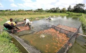 Pengaruh pH Air Terhadap Ikan