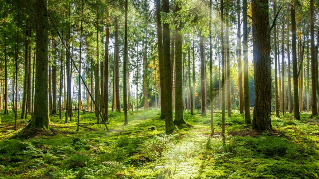 Peran Alat Pengukuran Modern dalam Pengelolaan Keseimbangan Ekosistem Hutan