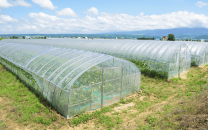 Teknologi Greenhouse Untuk Pertanian